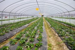  建德草莓大棚吹膜填充母料的忠實(shí)客戶