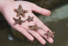 【凱杰填充母料】小海星的故事